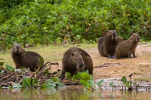 A group of Capybara-gather along the Cuiaba River Mato Grosso Do Sul State-Brazil Animals Print